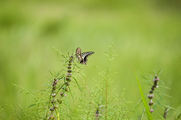 益母草和蝴蝶