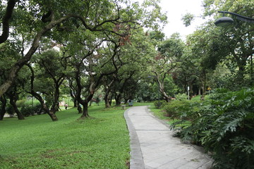公园树荫草地