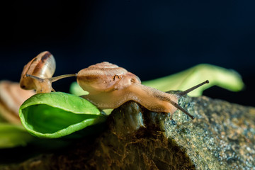 蜗牛
