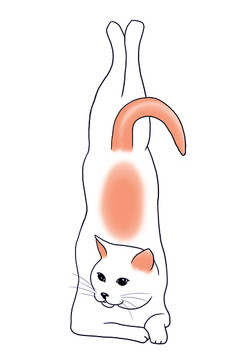可爱猫瑜伽健身