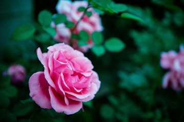 玫瑰月季花朵鲜花