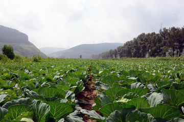 包心菜田