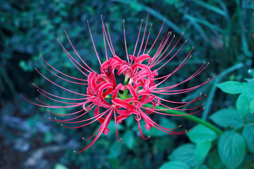 彼岸花