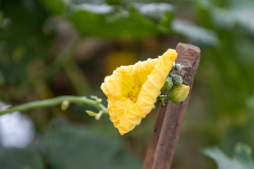 丝瓜花