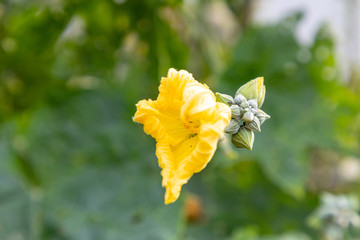 丝瓜花