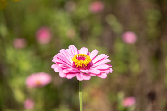 百日菊