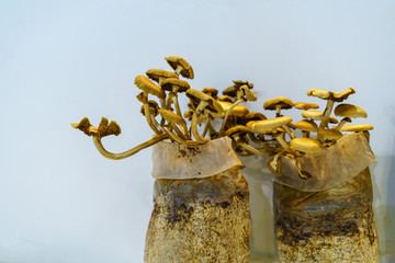 生长中的茶树菇