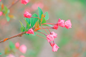 垂丝海棠花高清摄影图