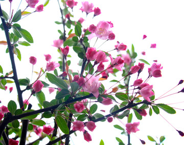垂丝海棠花高清摄影图