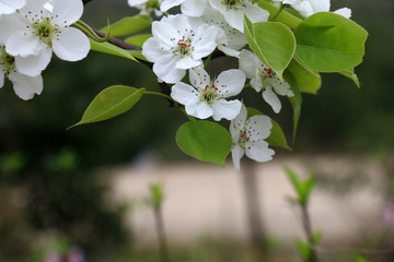 梨花特写高清摄影图