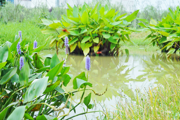 成都白鹭湾湿地