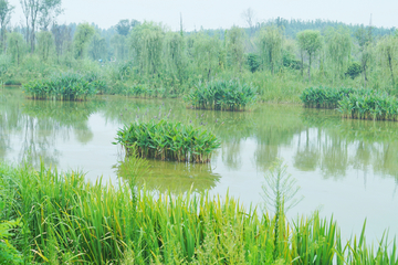 成都白鹭湾湿地