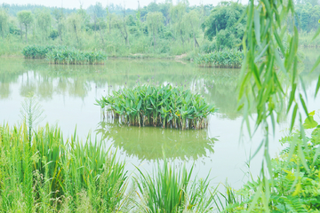 成都白鹭湾湿地