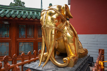 寺庙门口的铜象