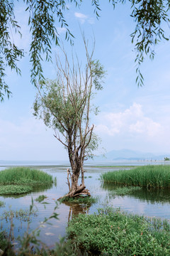 洱海中的树