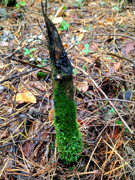 树桩苔藓
