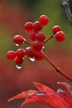 雨后红果