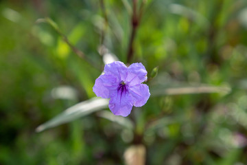 蓝花草