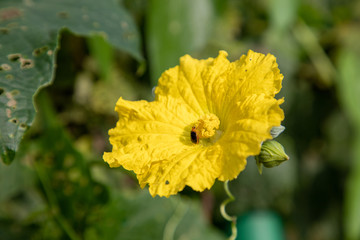 丝瓜花