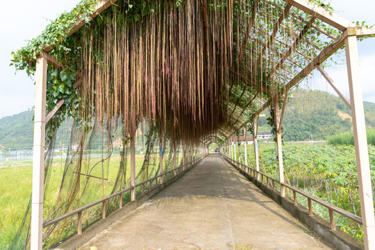 植物长廊