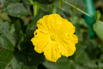 丝瓜花