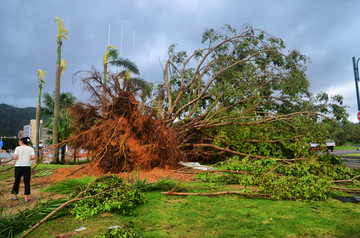 被台风连根拔起的大树