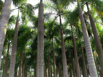 热带树林