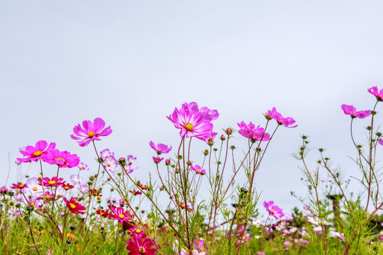 格桑花