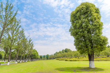 重庆中央公园的草坪和大树