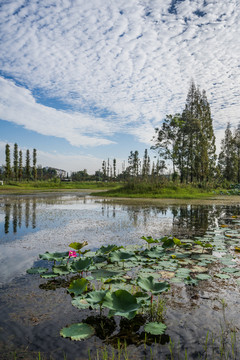 成都三道堰古镇彩虹桥湿地