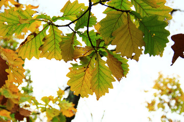 秋天柞树叶