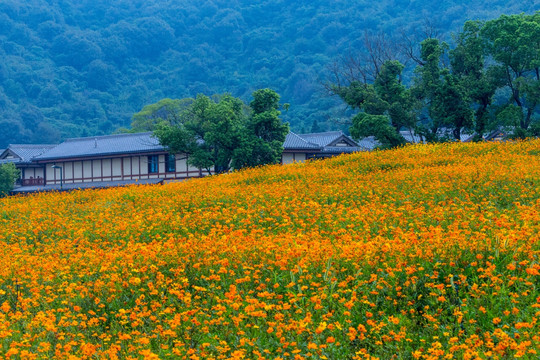 花海