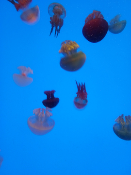 彩色水母 海蜇
