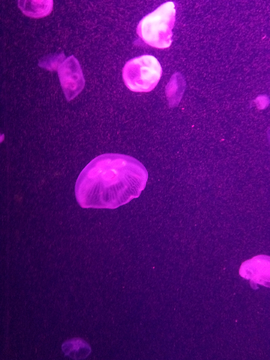 彩色水母 海蜇