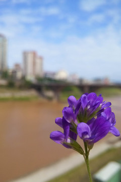 紫花城市
