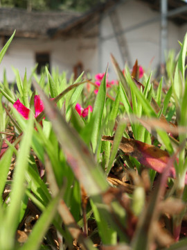 小花小草