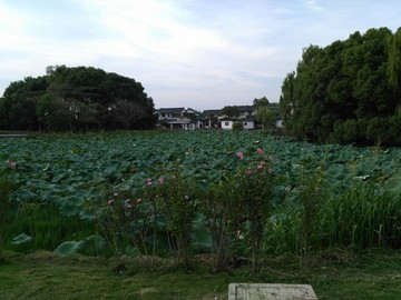 阳澄湖荷花池