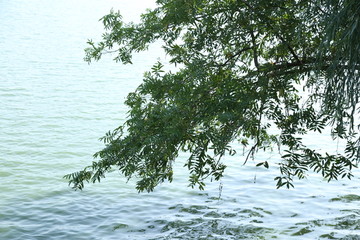 湖边垂柳