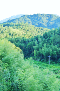 深山竹林