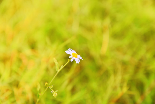 马兰花