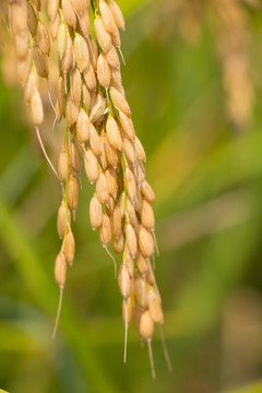 水稻稻穗系列