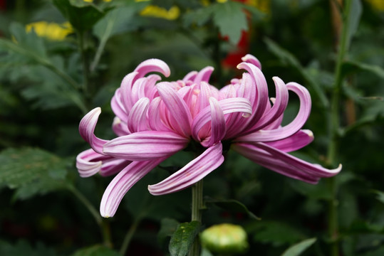 淡紫色菊花