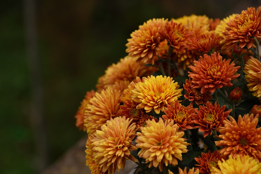 金黄色菊花