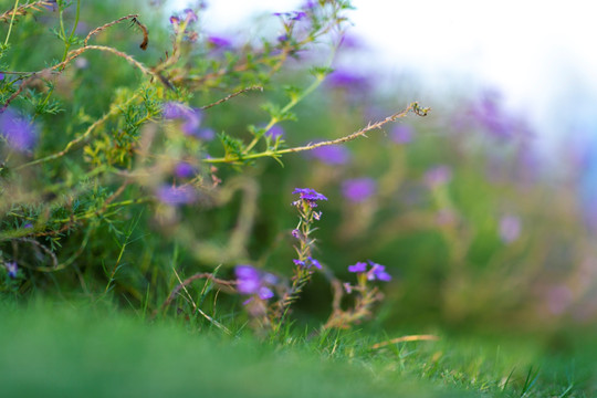 绿化道边紫色小野花
