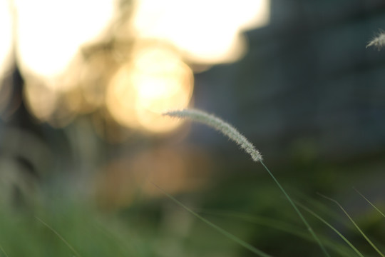 狗尾草