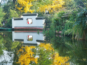 成都百花潭银杏树