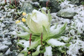 雪山雪莲花