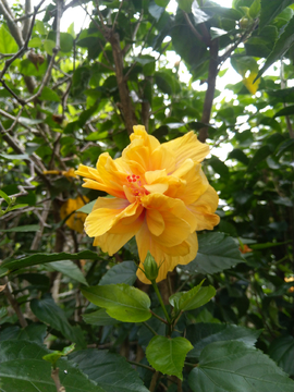 扶桑花