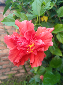 扶桑花