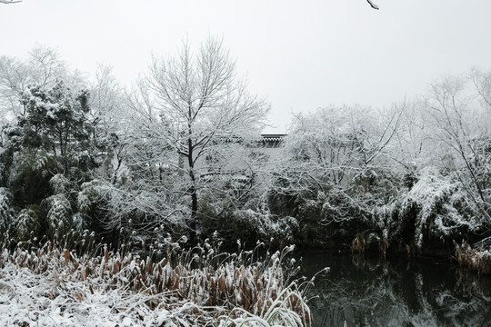 西溪雪景